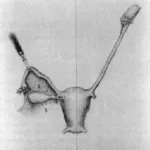 Picture of Luciana Cacciottola